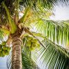 kelapa_pohon